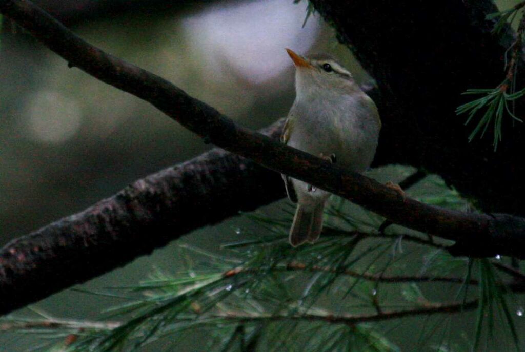 Blyth's Leaf Warbler, identification