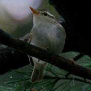 Blyth's Leaf Warbler