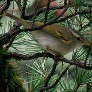 Blyth's Leaf Warbler