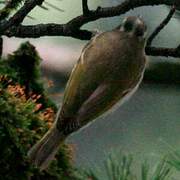 Blyth's Leaf Warbler