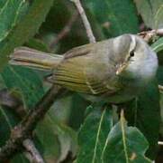 Blyth's Leaf Warbler