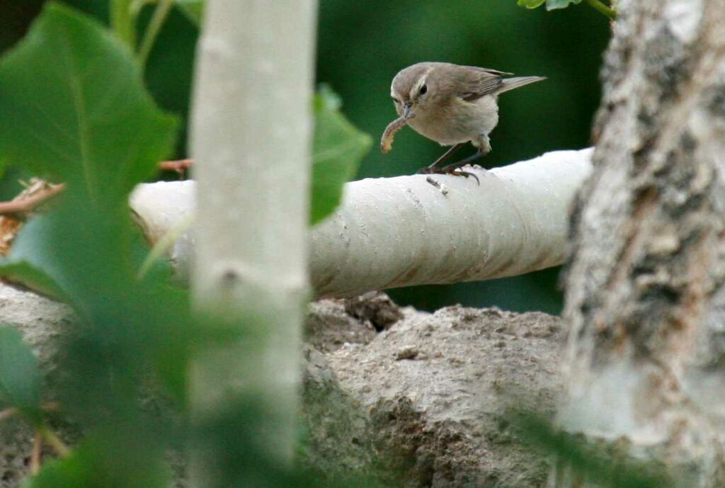 Pouillot montagnard, identification