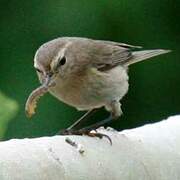 Mountain Chiffchaff