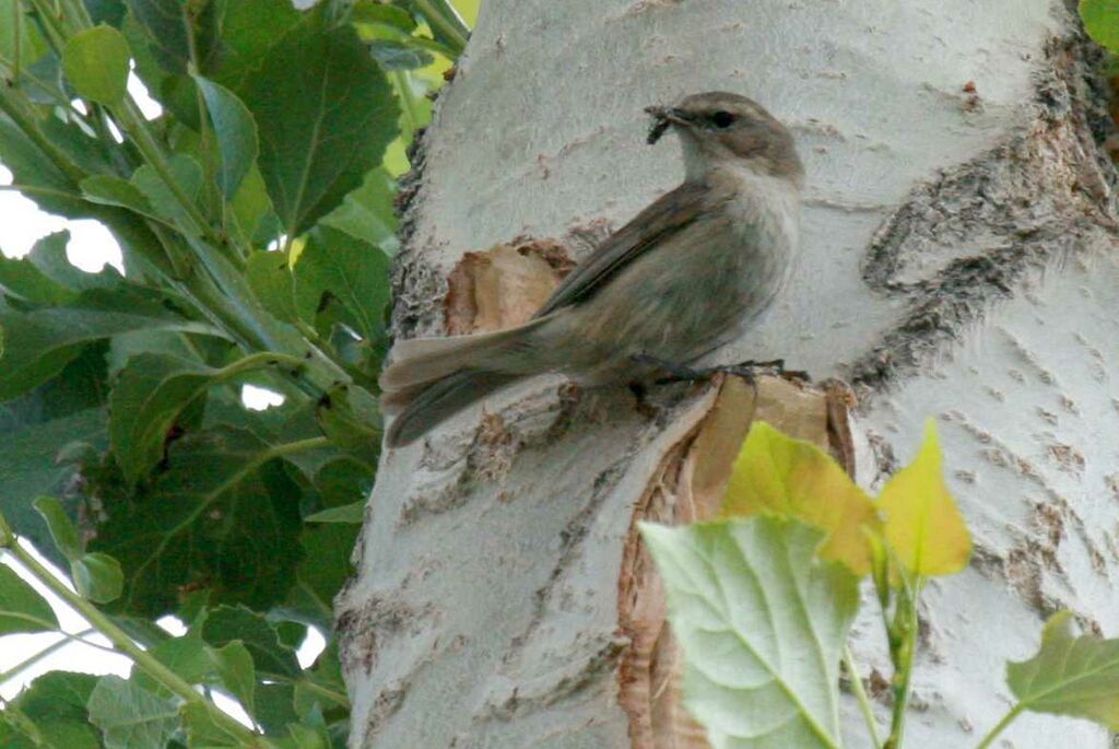 Mountain Chiffchaff, identification