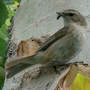 Mountain Chiffchaff