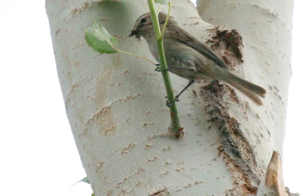 Mountain Chiffchaff, identification