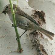 Mountain Chiffchaff