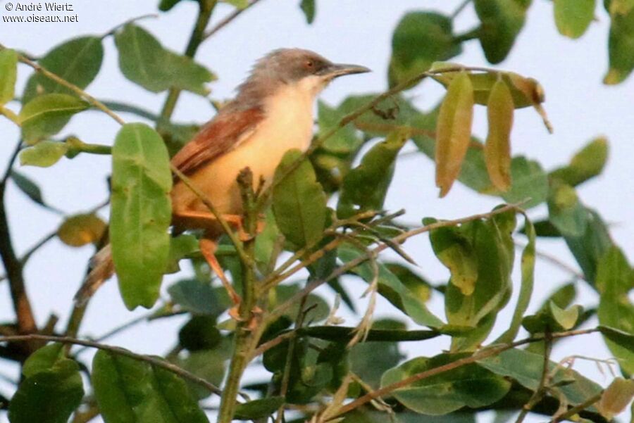 Red-winged Prinia