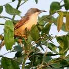 Prinia à ailes rousses