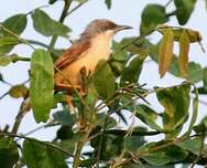 Prinia à ailes rousses