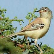 Prinia à front écailleux