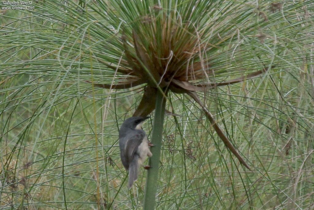 Prinia à gorge blanche