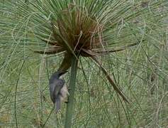 White-chinned Prinia