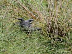 White-chinned Prinia