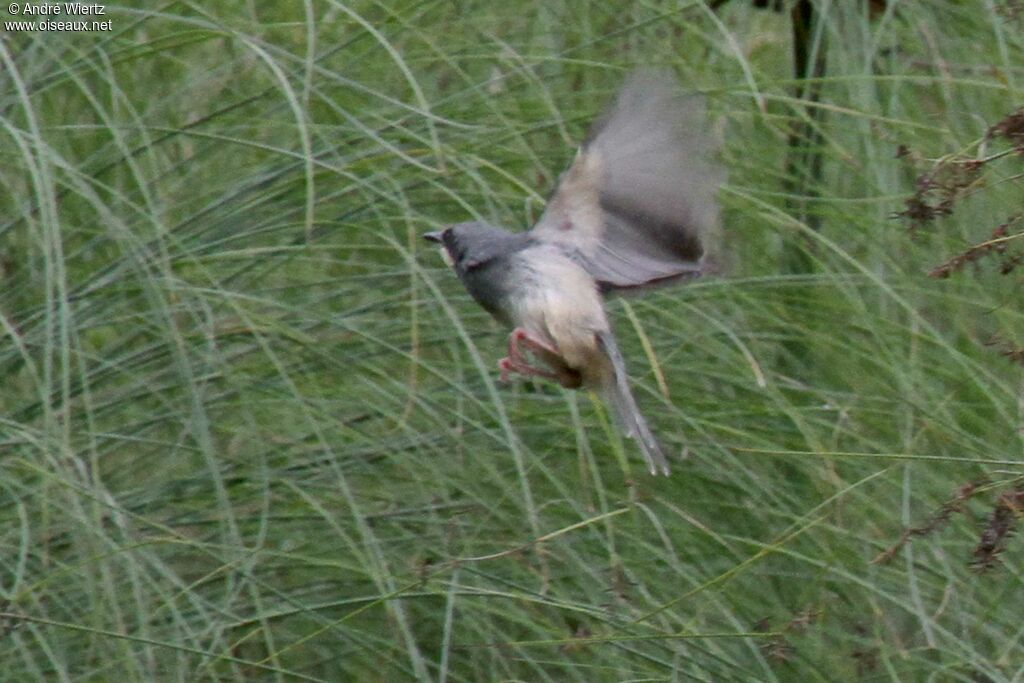 White-chinned Prinia