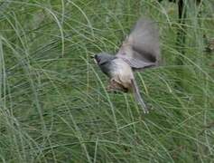 White-chinned Prinia