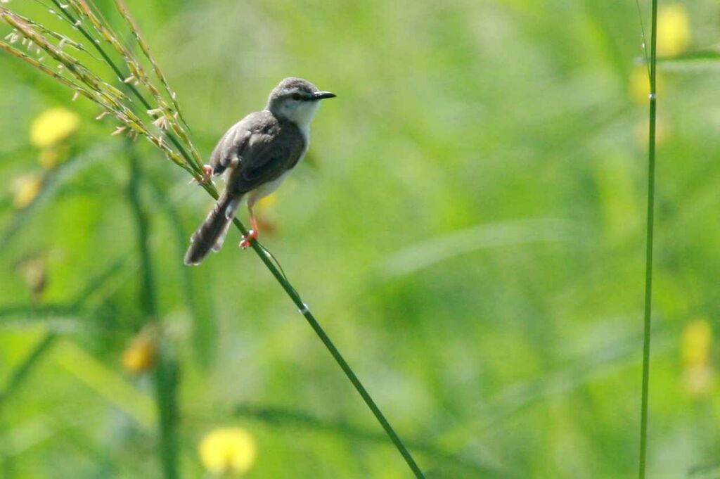 River Prinia