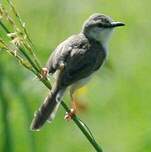 Prinia aquatique