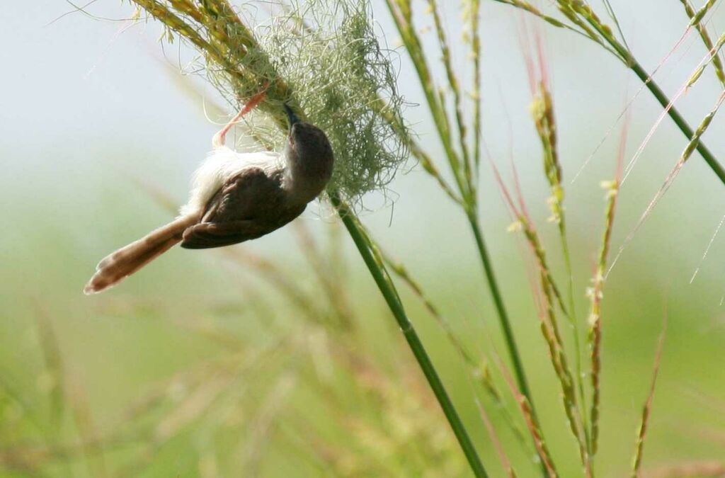 River Prinia