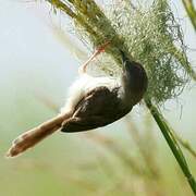 River Prinia