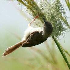 Prinia aquatique