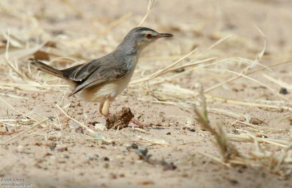 River Prinia, identification