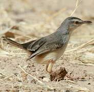 River Prinia