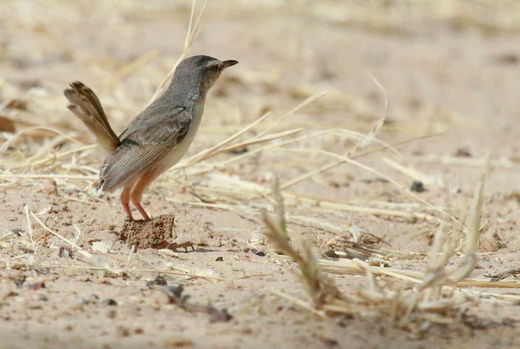 River Prinia