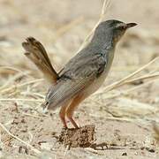 River Prinia