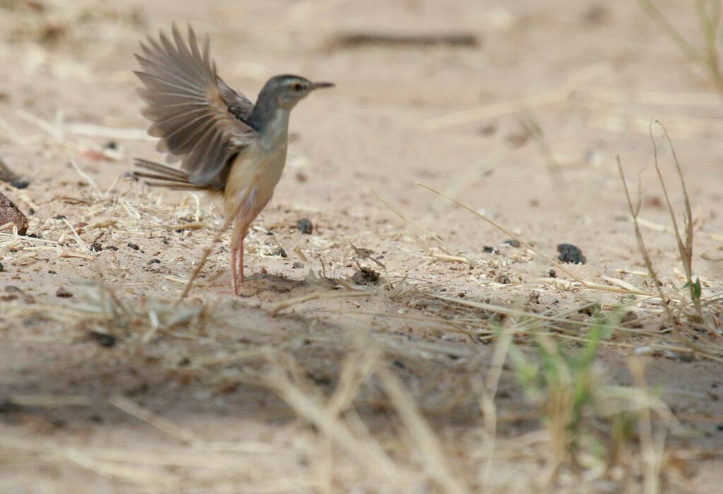 Prinia aquatique