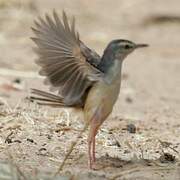 River Prinia