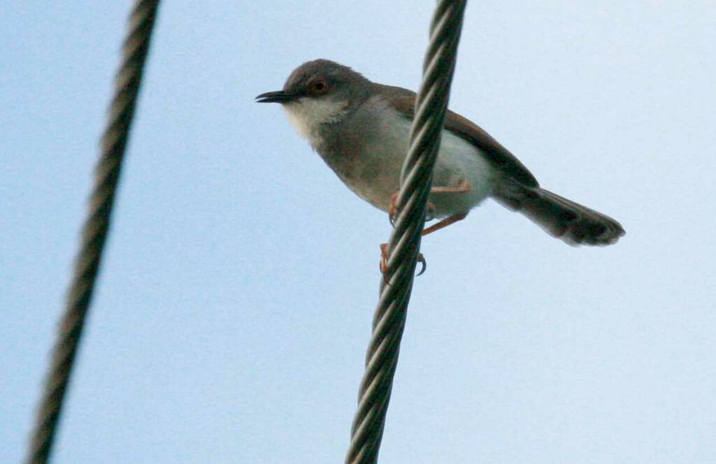 Prinia de Hodgson