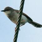 Prinia de Hodgson