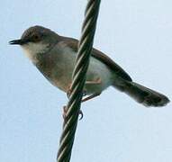 Prinia de Hodgson