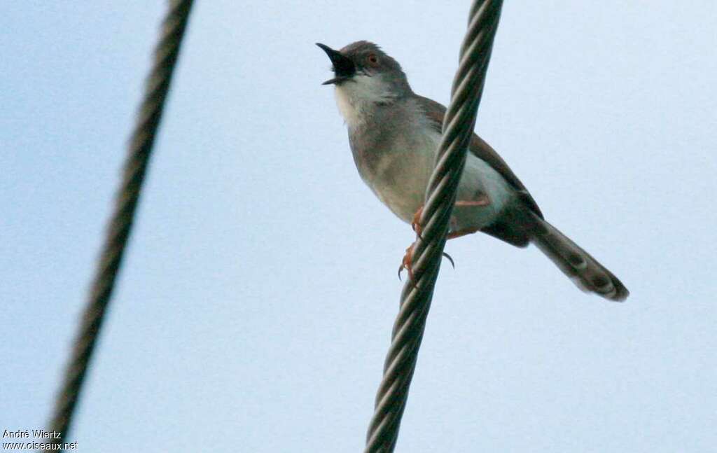 Grey-breasted Priniaadult, song