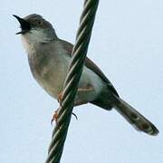 Grey-breasted Prinia