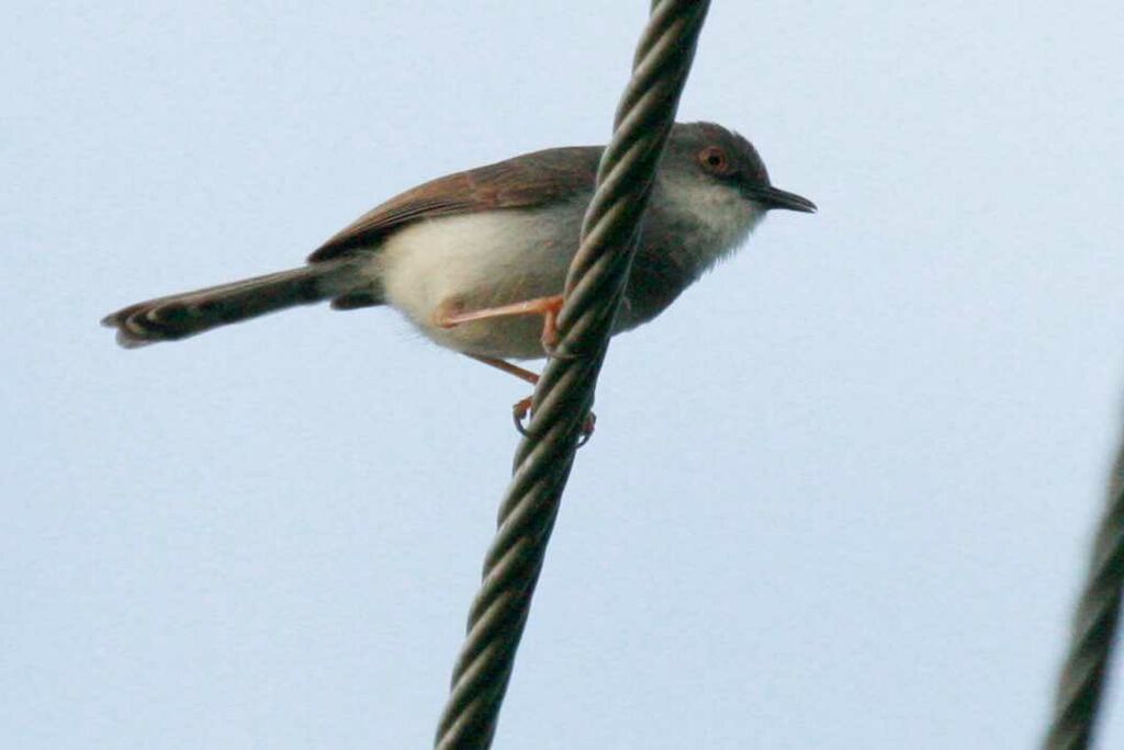 Prinia de Hodgson, identification