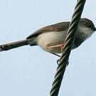 Prinia de Hodgson