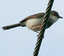 Prinia de Hodgson