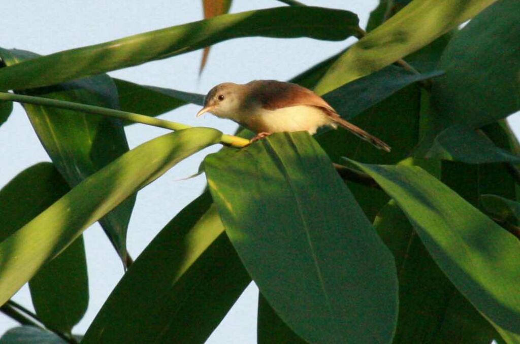 Rufescent Prinia, identification