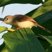 Prinia roussâtre