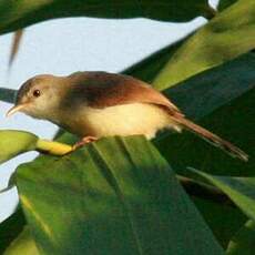 Prinia roussâtre