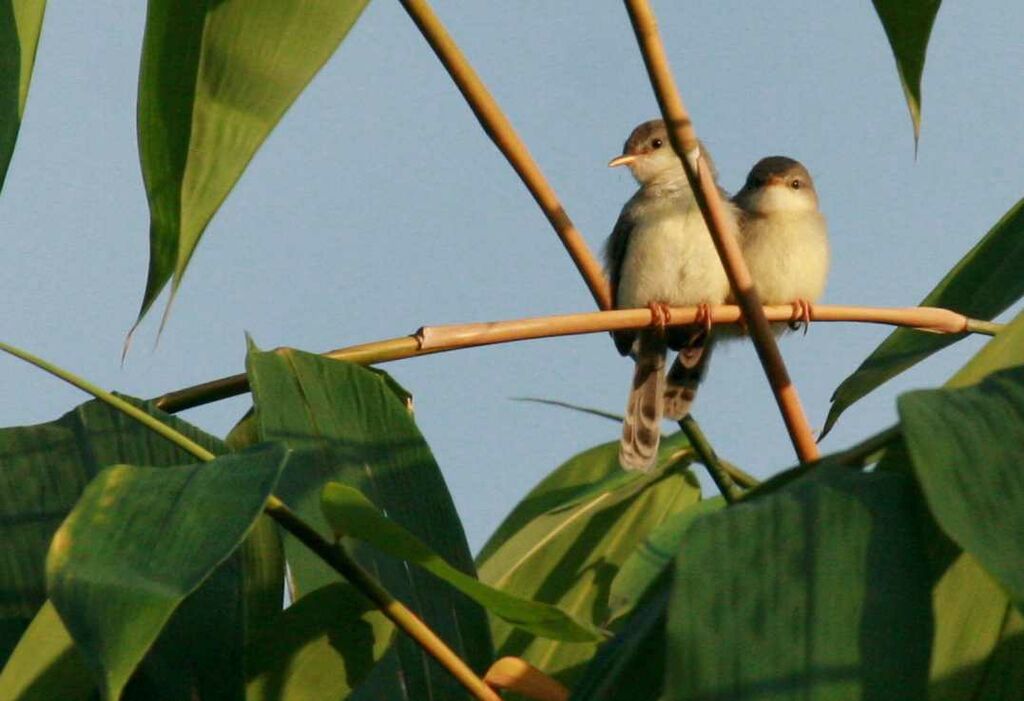 Prinia roussâtre