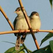 Rufescent Prinia