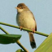 Rufescent Prinia