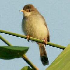 Prinia roussâtre