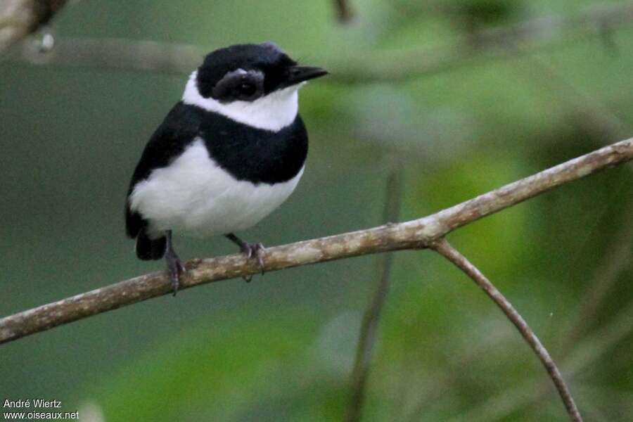 Pririt châtain mâle, identification