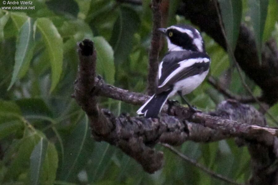 Senegal Batis