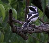 Senegal Batis