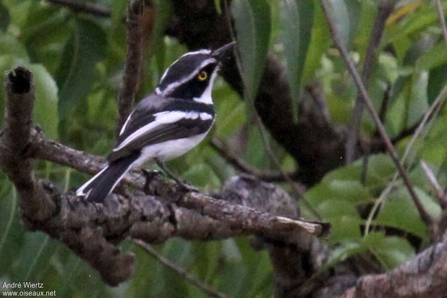 Senegal Batis